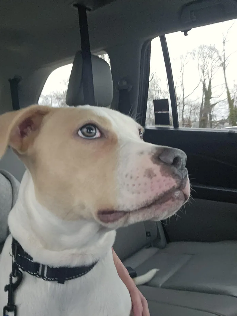 Soda Pop thumbnail 2