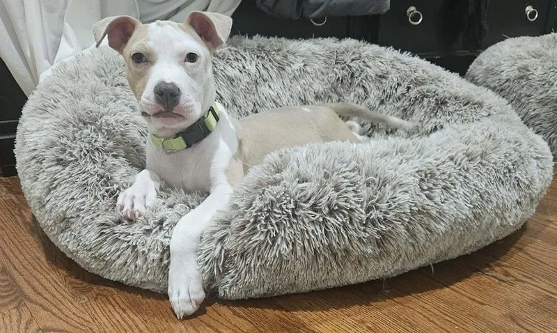 Soda Pop thumbnail 3