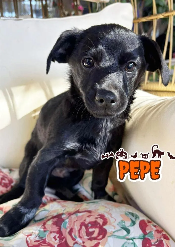 A baby small-sized male Tricolor (Brown, Black, & White) Chihuahua dog named Pepe for adoption in Santa Clarita, CA
