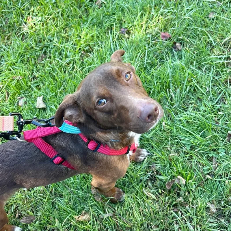 A young small-sized male Brown / Chocolate Mixed Breed dog named Mac for adoption in Wantagh, NY