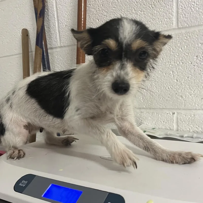 An adult small-sized female White / Cream Terrier dog named Halo for adoption in Edinburg, TX