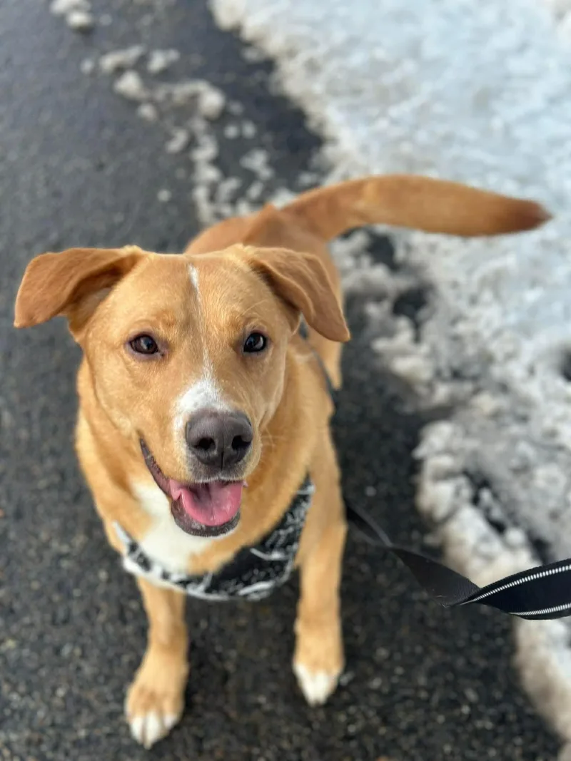 A young medium-sized male Red / Chestnut / Orange Labrador Retriever dog named Rudolph for adoption in Westwood, NJ