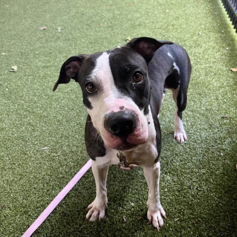 An adult medium-sized female Brindle Plott Hound dog named Liora for adoption in West Palm Beach, FL