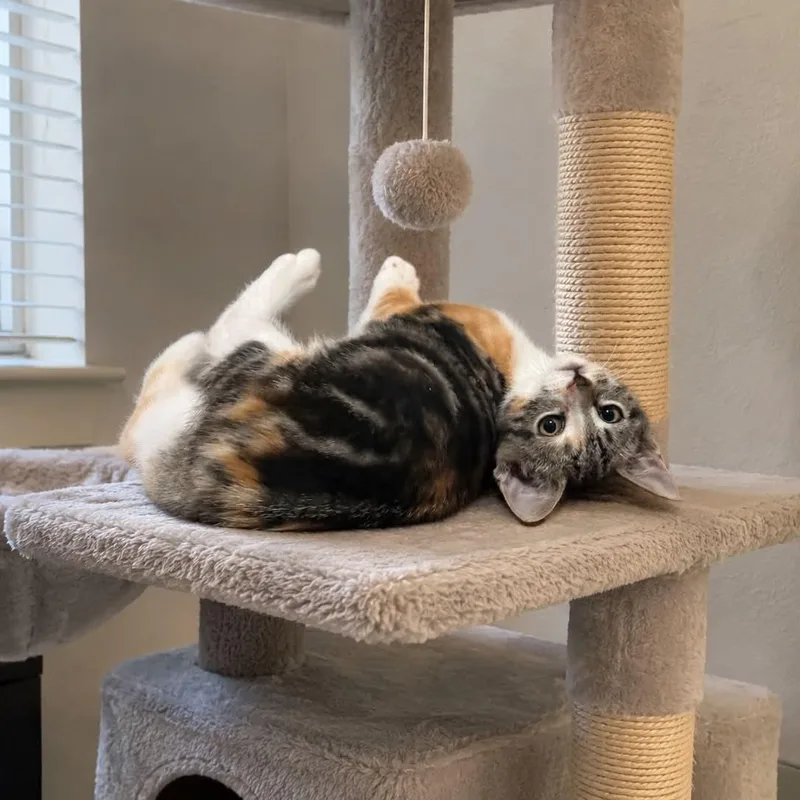 A baby small-sized female Torbie cat named Sleeves for adoption in Antioch, CA