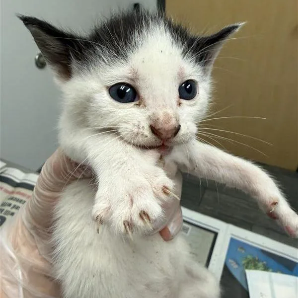A baby small-sized male White Domestic Short Hair cat named Homie for adoption in Jacksonville, FL