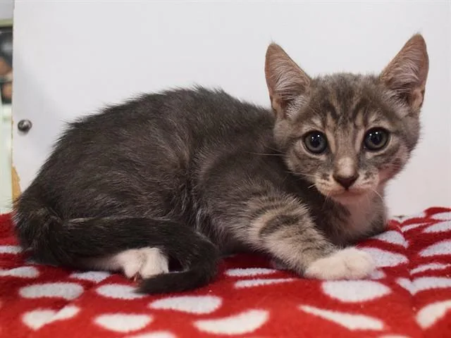 A baby small-sized female Domestic Short Hair cat named Clarissa for adoption in Sacramento, CA