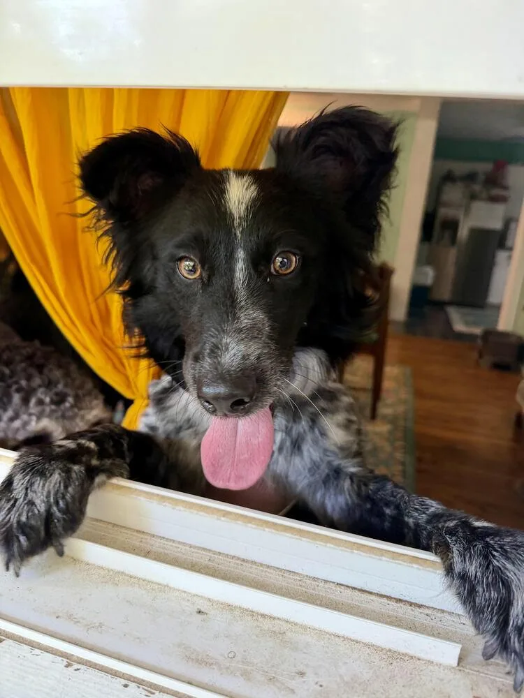 A young medium-sized female Tricolor (Brown, Black, & White) Australian Shepherd dog named Faith Heel for adoption in Chattanooga, TN