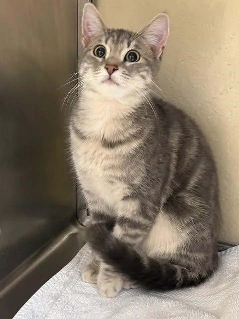 A young small-sized male Domestic Short Hair cat named Laser for adoption in Fort Myers, FL