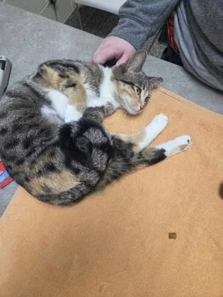 An adult medium-sized female Domestic Short Hair cat named Cherry Shrimp for adoption in Westland, MI