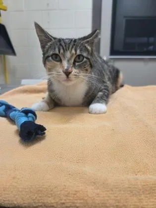 Cherry Shrimp thumbnail 2