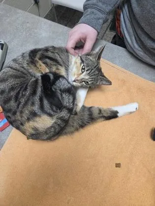 Cherry Shrimp thumbnail 3