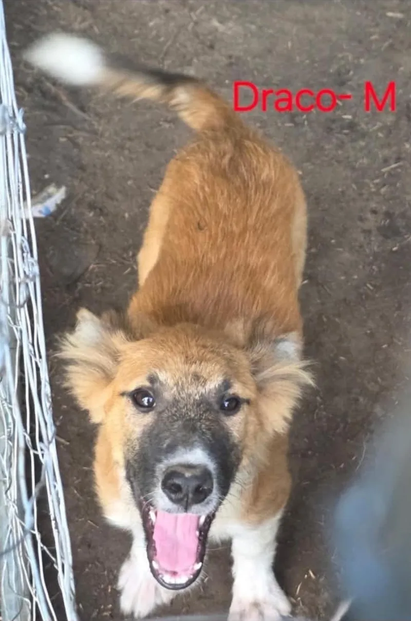A baby small-sized male German Shepherd Dog dog named Draco for adoption in Bradenton, FL