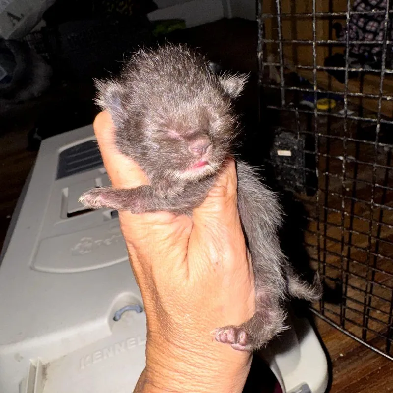 A baby small-sized female Black Domestic Medium Hair cat named Candy Socks for adoption in West Plains, MO