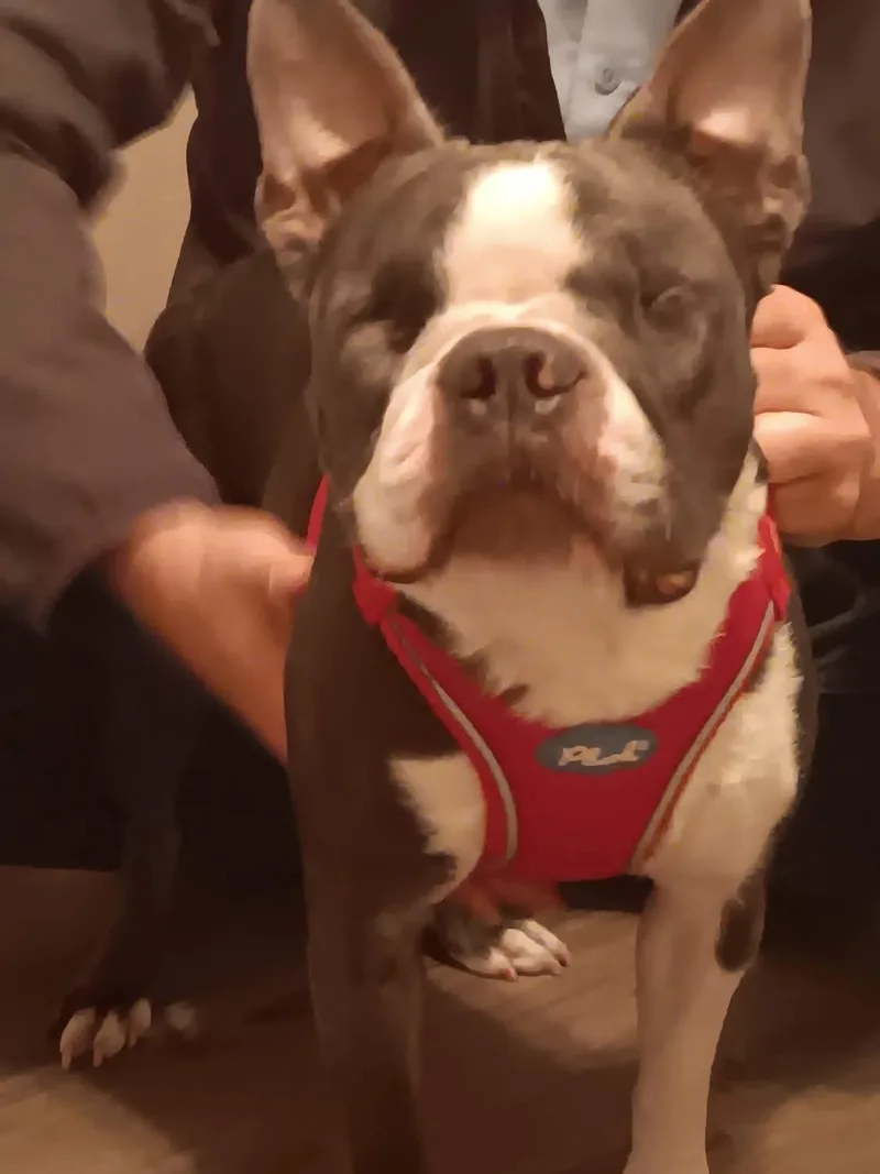 A young small-sized male Boston Terrier dog named Gus for adoption in Lake Mary, FL
