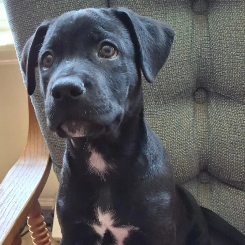 A baby medium-sized female Black Retriever dog named Hazelnut for adoption in San Antonio, TX
