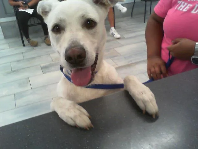 A young medium-sized female Labrador Retriever dog named Snow White for adoption in Charlotte, NC