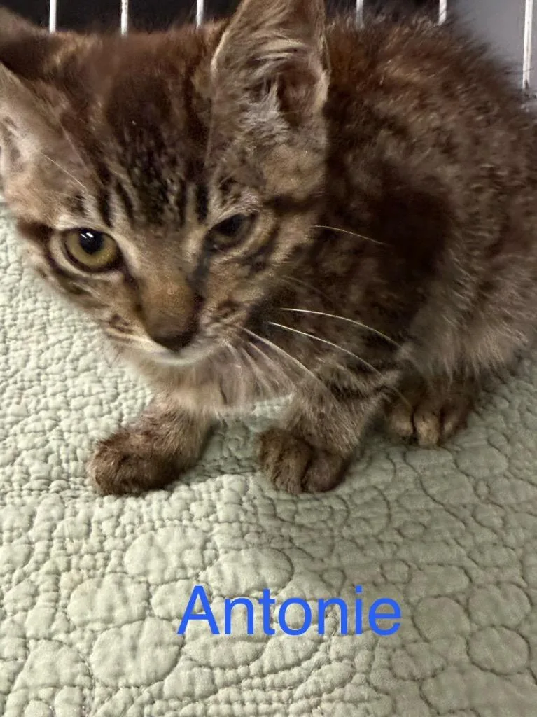 Antonie