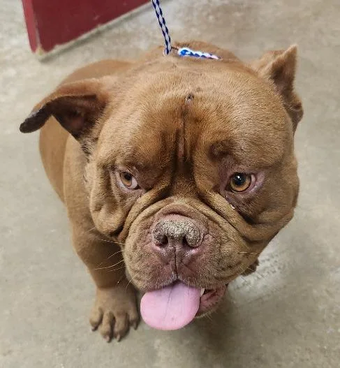 An adult large-sized male English Bulldog dog named Chocolate for adoption in Lockhart, TX
