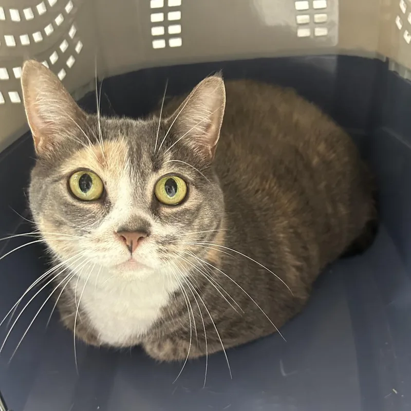 A senior extra large-sized female Calico Domestic Short Hair cat named Katrina for adoption in Binghamton, NY