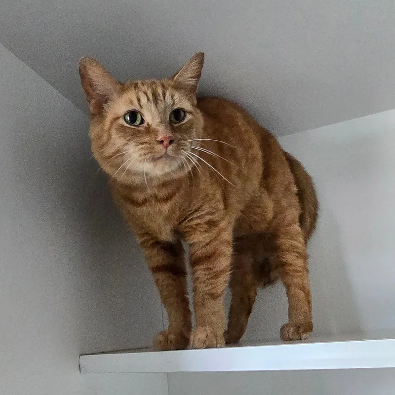A senior small-sized male Orange / Red Domestic Short Hair cat named Mo for adoption in Jasper, IN