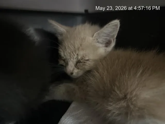 A baby small-sized male Domestic Short Hair cat named Atlas for adoption in Ocala, FL