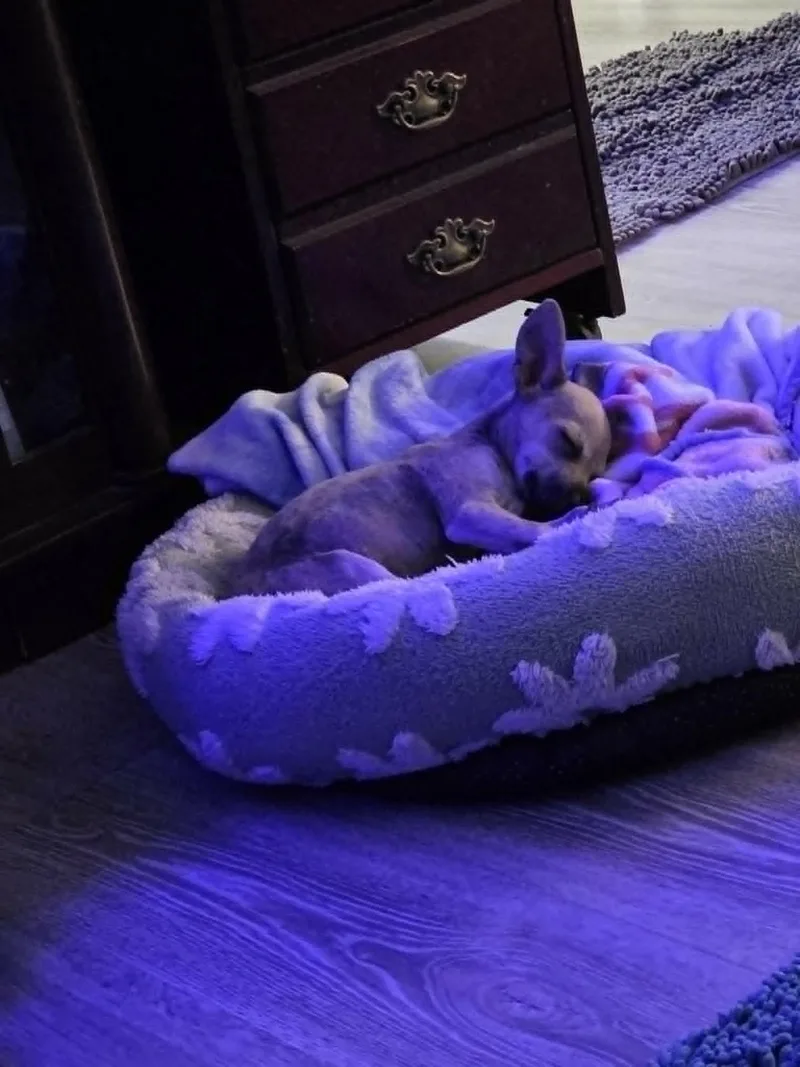 Dobby thumbnail 2