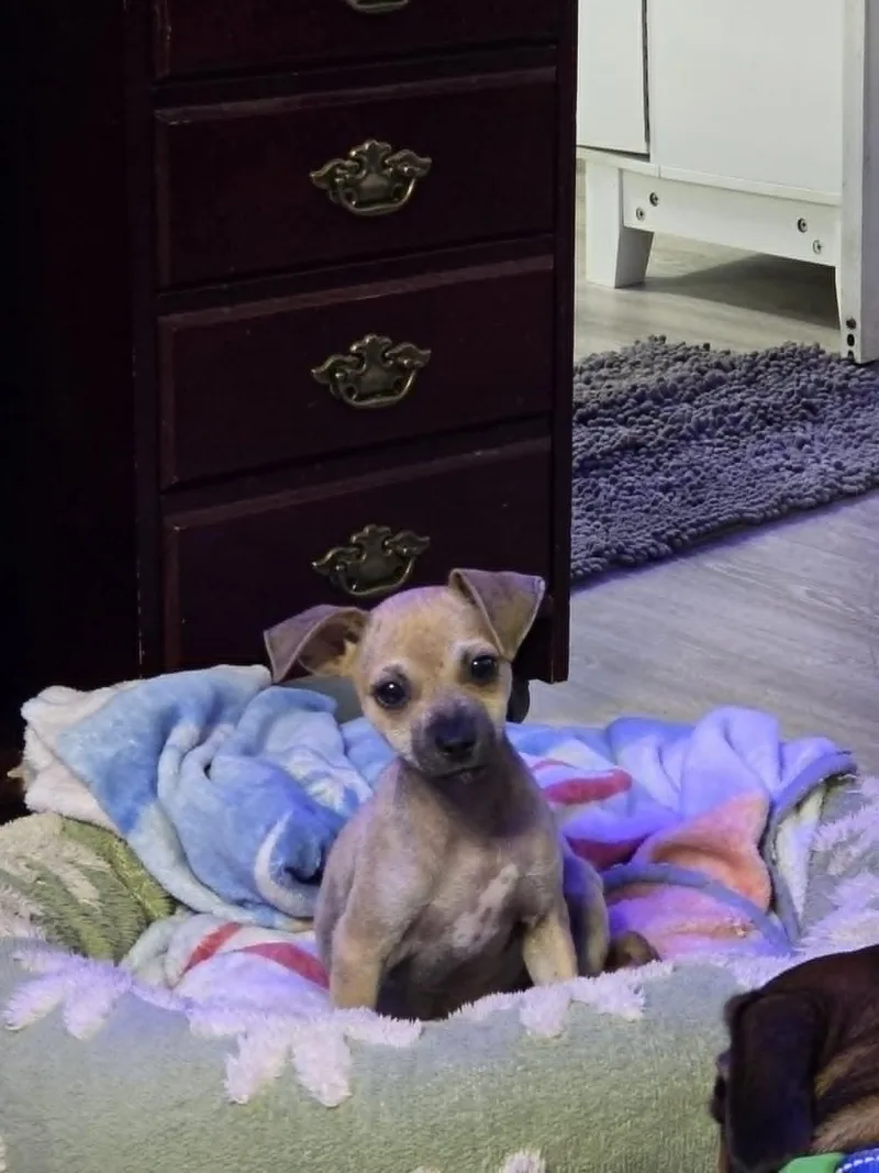 Dobby thumbnail 3