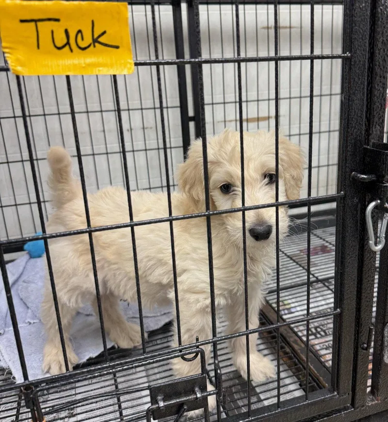 Tuck