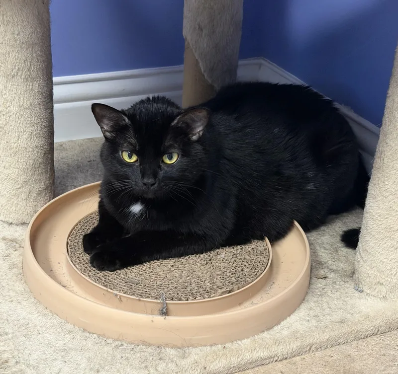 An adult medium-sized female Domestic Short Hair cat named Naples for adoption in Maineville, OH