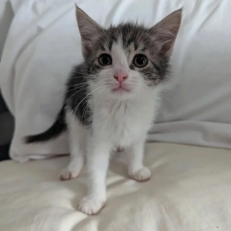 A young medium-sized female Gray & White Tabby cat named Jessie for adoption in Stanley, NC