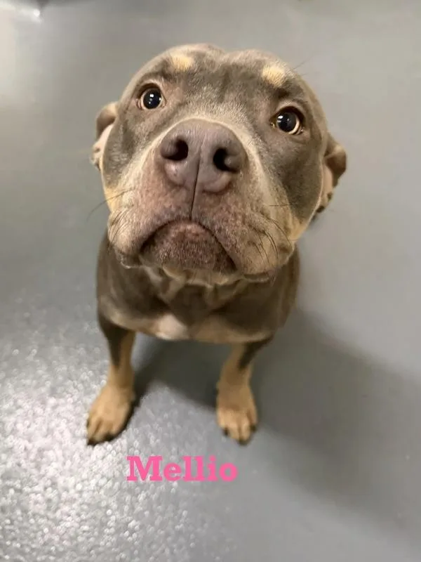 An adult medium-sized female Pit Bull Terrier dog named Mellio for adoption in Canton, GA