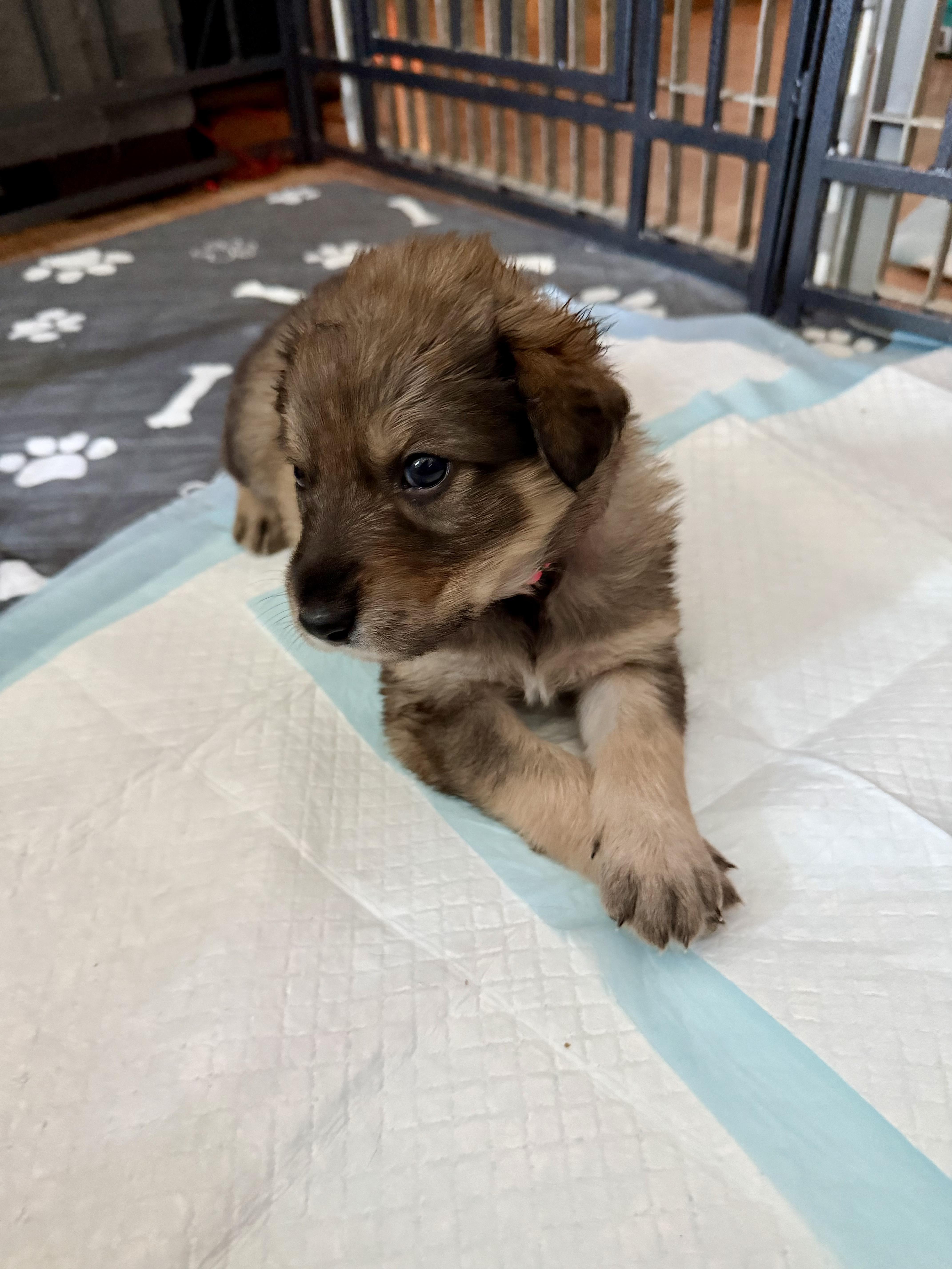 A baby large-sized female German Shepherd Dog dog named Rose for adoption in Pflugerville, TX