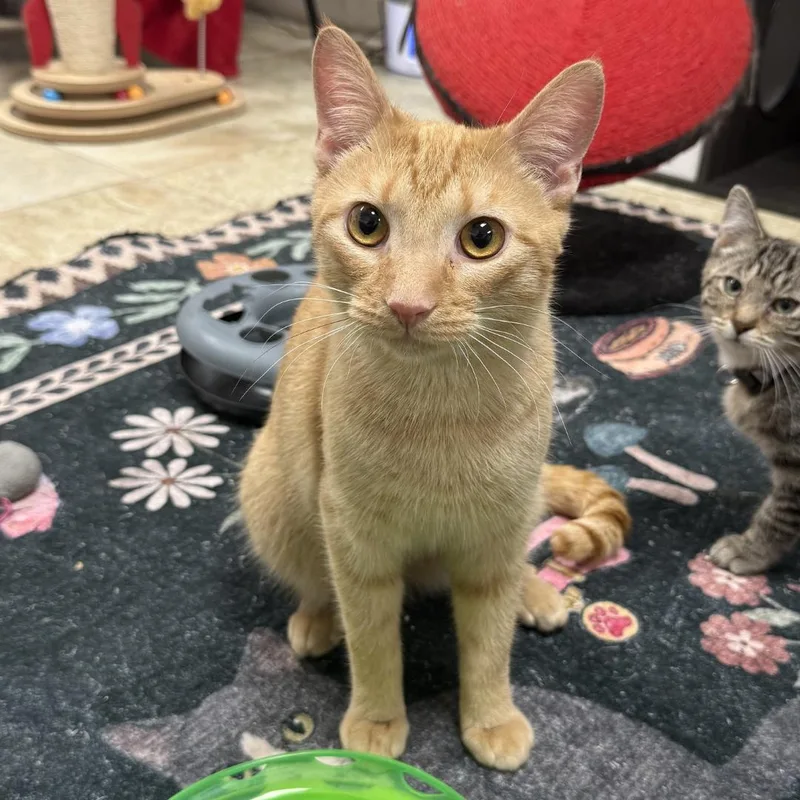 A young small-sized male Orange / Red Domestic Short Hair cat named Guppy for adoption in Bridgeville, PA