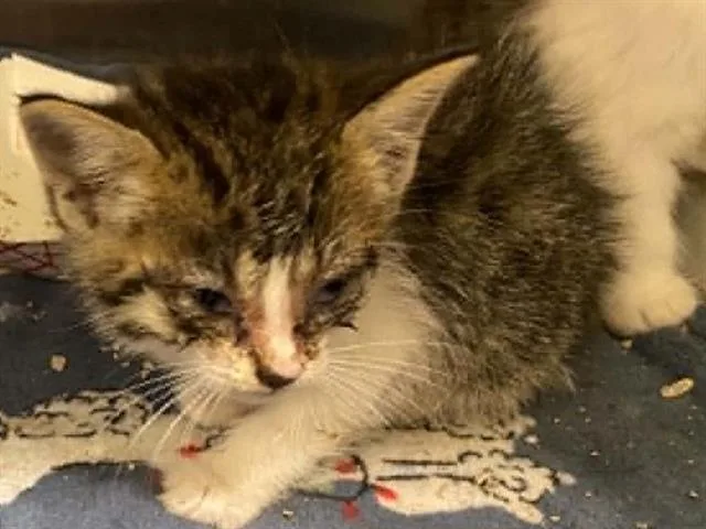 A baby small-sized male Domestic Medium Hair cat named John Ready for adoption in Tustin, CA