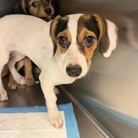 A baby small-sized female Dachshund dog named Bonnie for adoption in Bastrop, TX