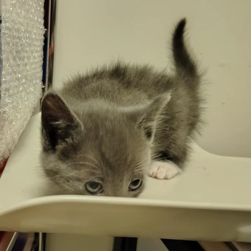 A baby small-sized male Gray / Blue / Silver Domestic Short Hair cat named Flag for adoption in Coos Bay, OR