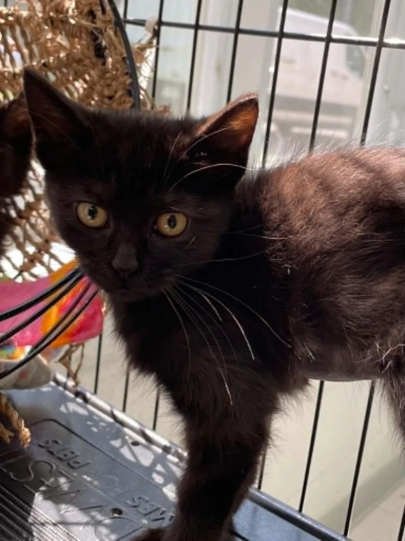 A young medium-sized female Black Domestic Short Hair cat named Jinx for adoption in Covington, VA