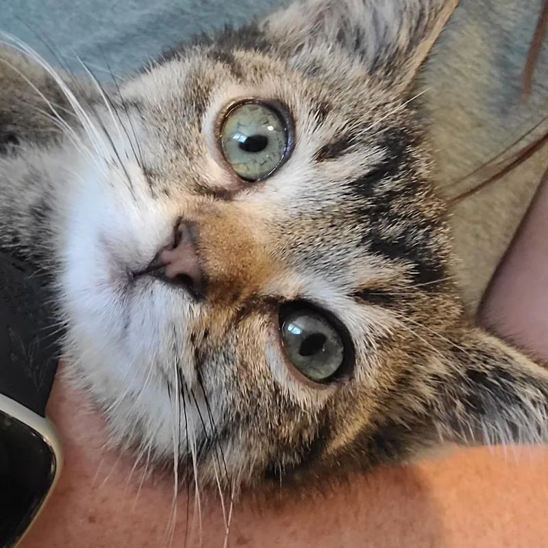 A baby small-sized male Brown / Chocolate Munchkin cat named Teddy for adoption in Richmond, MO