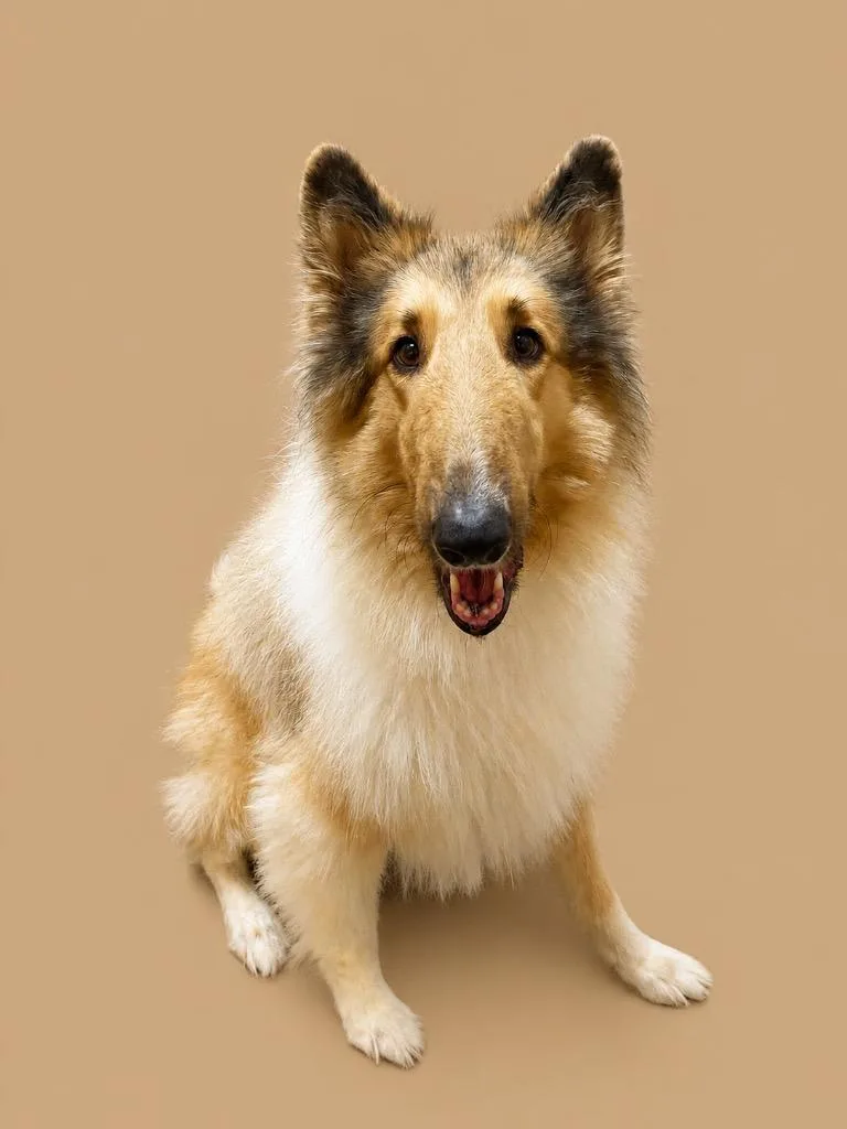 Laddie