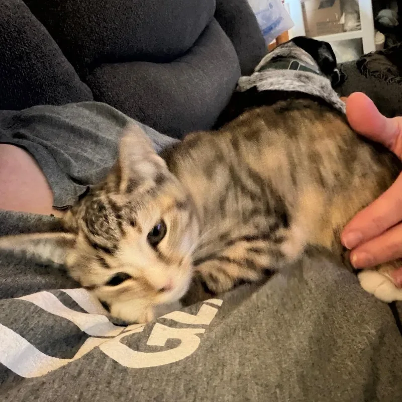 A baby small-sized female Calico Domestic Short Hair cat named Ducky Willingham for adoption in Woodstock, VA