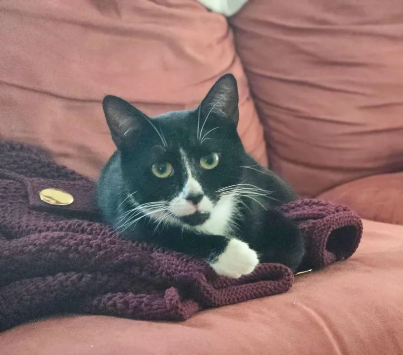 A young medium-sized female Black & White / Tuxedo Domestic Short Hair cat named Milly for adoption in Columbia, SC