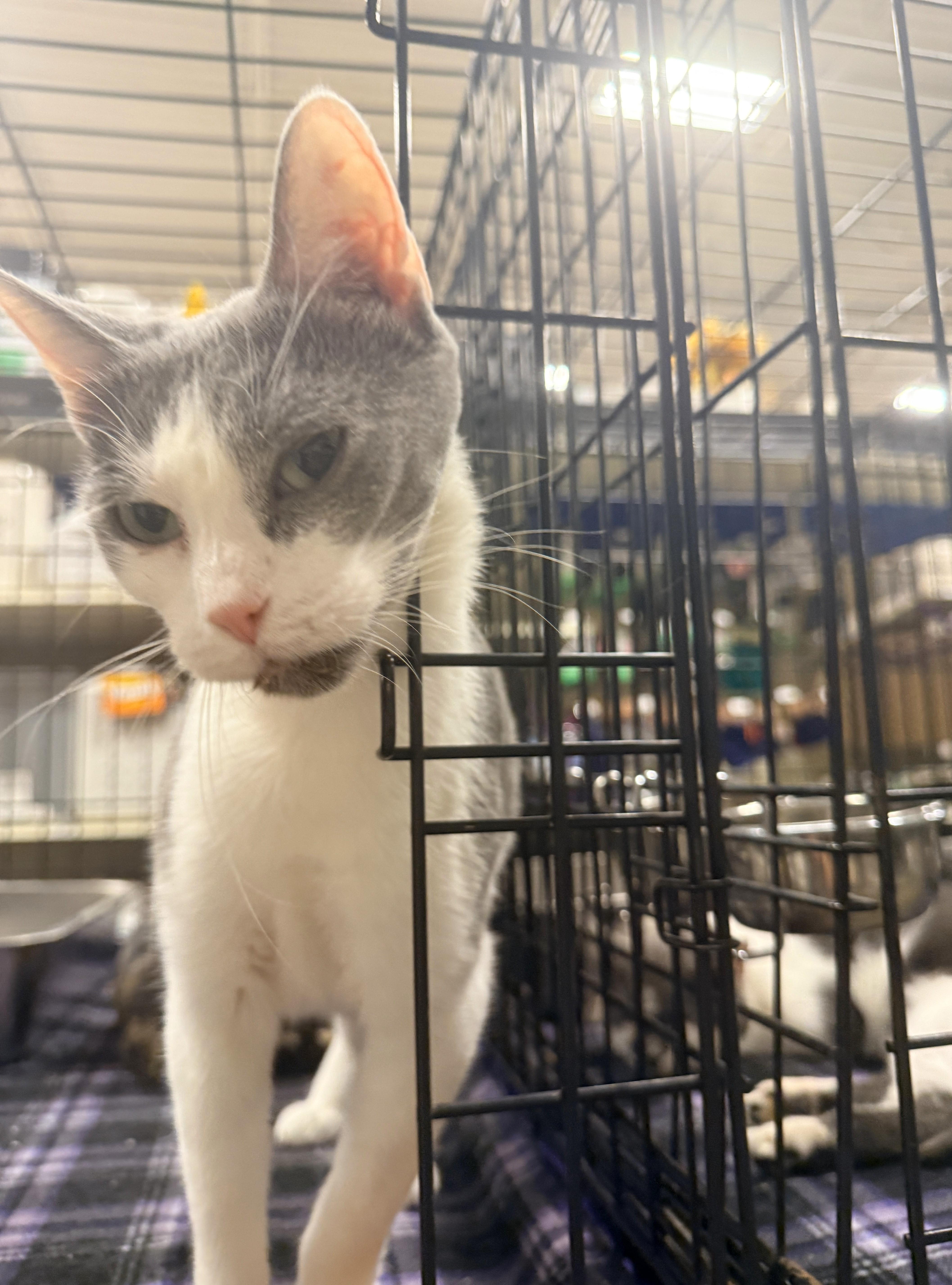 A senior medium-sized female Gray & White Domestic Short Hair cat named Kyntia for adoption in Greensburg, PA
