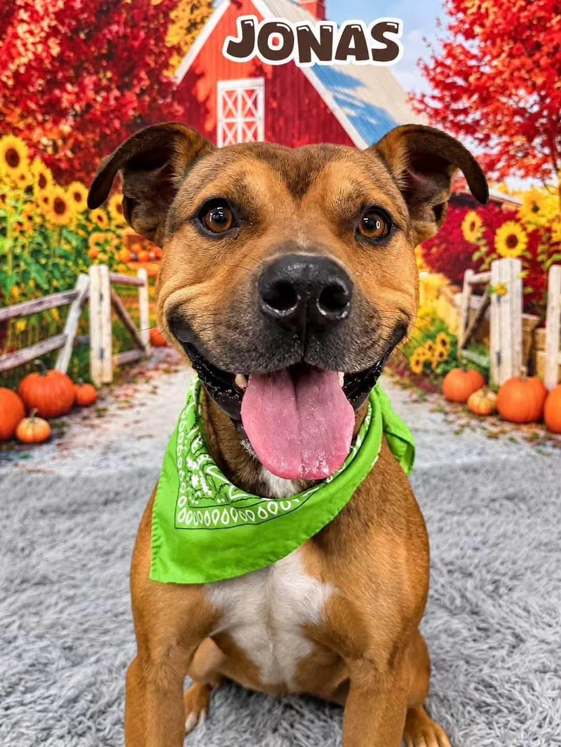 An adult medium-sized male Mixed Breed dog named Jonas for adoption in Flint, MI