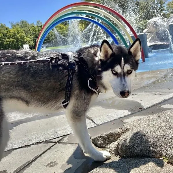 An adult large-sized female Siberian Husky dog named Snickerdoodle for adoption in Dublin, CA