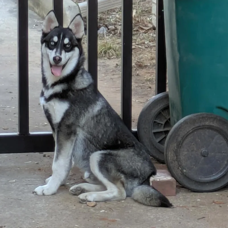 A baby medium-sized male Husky dog named Bubba for adoption in Yukon, OK