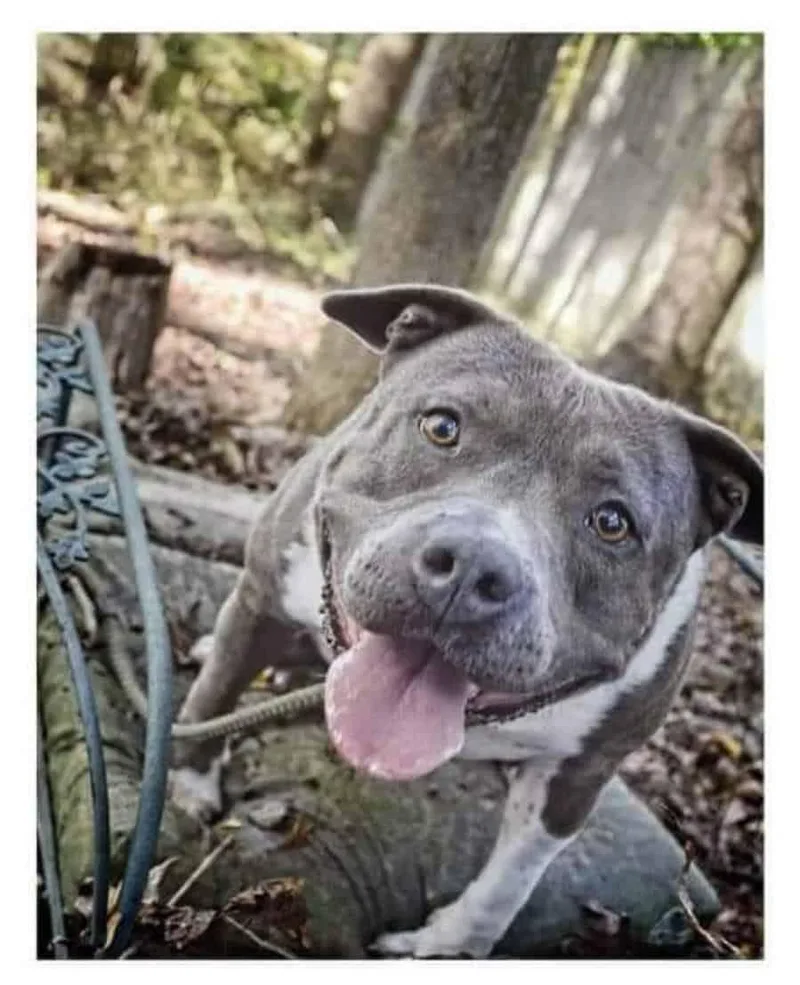 A young medium-sized female Terrier dog named Sage for adoption in Greenville, SC