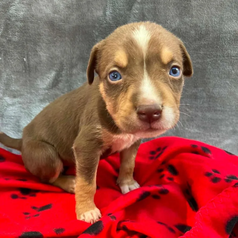 A baby small-sized female Brown / Chocolate Mixed Breed dog named Puppy B for adoption in Pulaski, TN