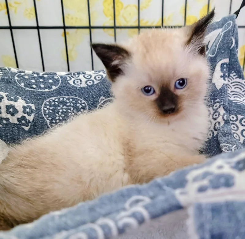 A baby medium-sized female Seal Point Siamese cat named Raja for adoption in Le Mars, IA