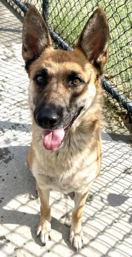 An adult large-sized female German Shepherd Dog dog named Smiley for adoption in Tulsa, OK
