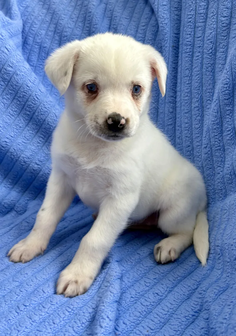 A baby medium-sized female White / Cream Australian Shepherd dog named Toby for adoption in Chesterfield, MI